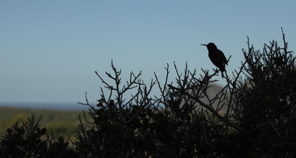 the bird, The Cape of Good Hope
