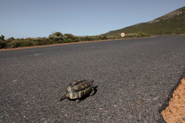 the turtle, The Cape of Good Hope