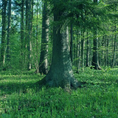 Puszcza Bialowieska forest, May 2012