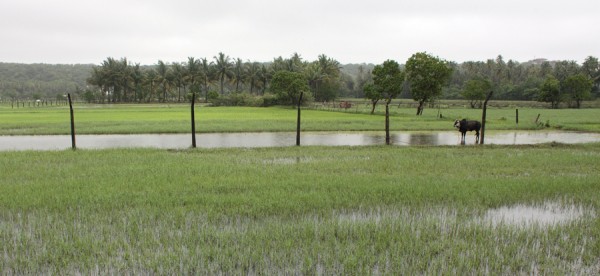 rice field(3)