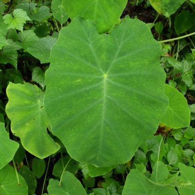 the vaterproof leaf
